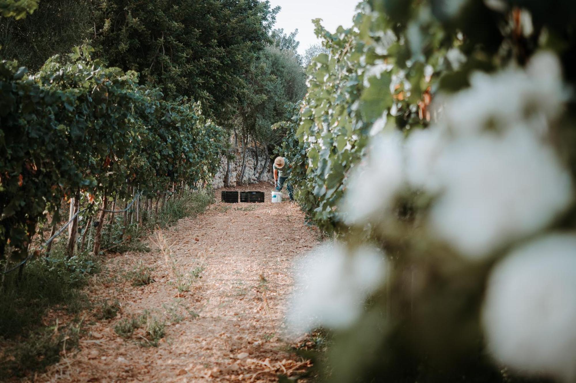 Finca Es Cabas Santa Maria del Cami  Eksteriør billede